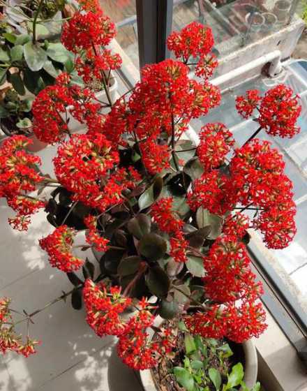 红叶红花是什么长寿花 长寿花的花语有什么意思