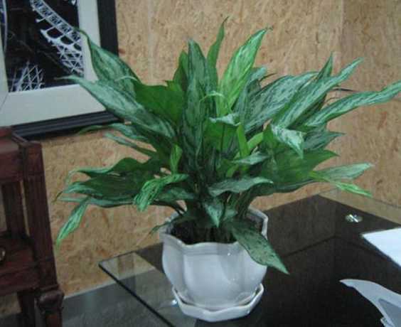 植物银皇后有什么作用 银皇后有什么风水作用