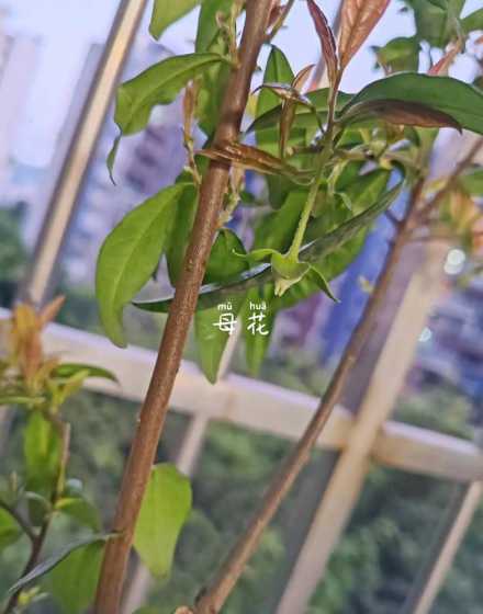 为什么金蛋子花全掉了 金蛋子花开了,但是没结果花花蕾就掉了,是怎么回事