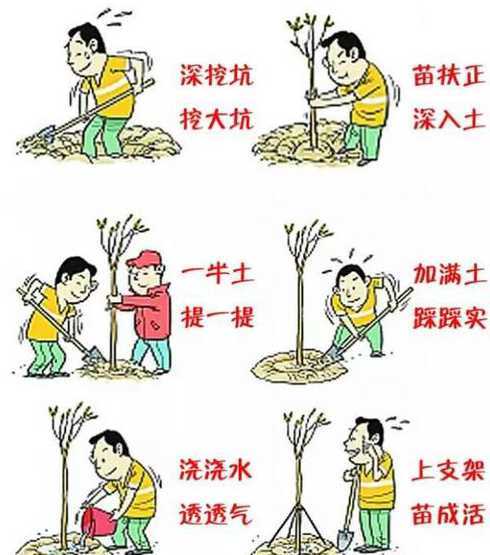 各种花草树木移植的过程 种植鲜花的作用写作文