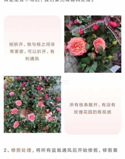 玫瑰花的盆栽怎么养殖 刚买的玫瑰盆栽怎么养才能活