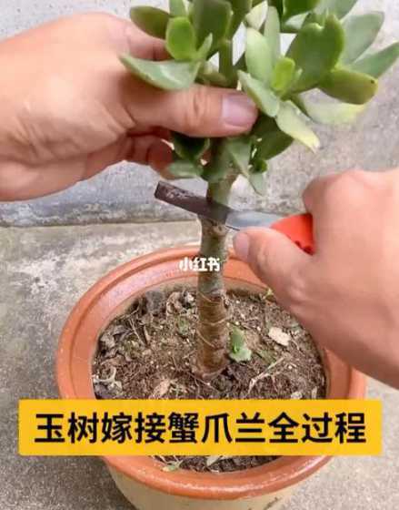 紫玉兰用什么砧木嫁接 紫玉兰可以嫁接什么树