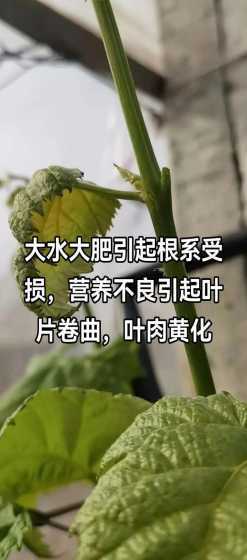 玫瑰花叶子为什么卷曲 玫瑰花叶子卷缩是什么原因