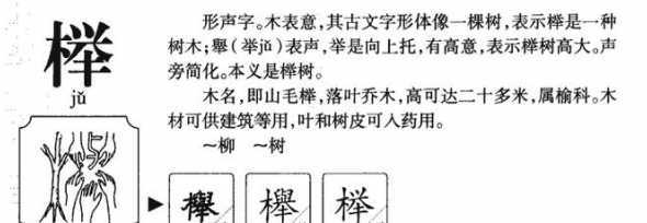 榉树的榉字跟什么有关 榉树的象征意义是什么