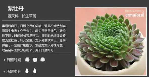 多肉紫牡丹为什么长剑 紫牡丹多肉怎么养爆盆