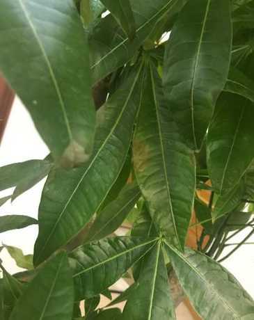 平安树叶子垂下为什么 为什么平安树叶子一直下垂