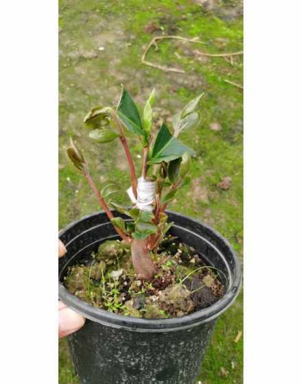 嫁接山茶花价格是多少 山茶花多少钱一株