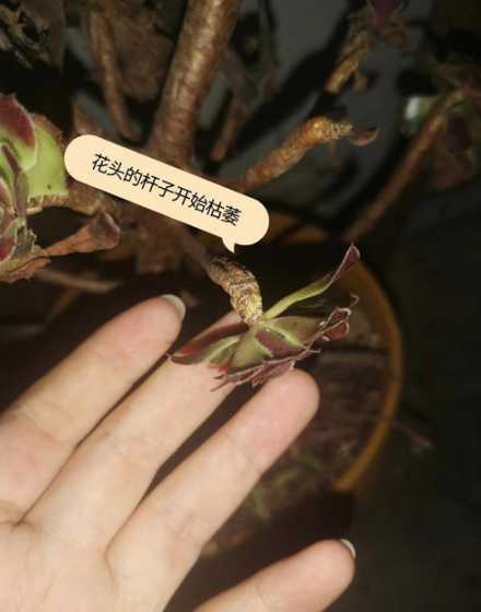 法师叶子干枯怎么补救 法师叶子发蔫原因及补救方法