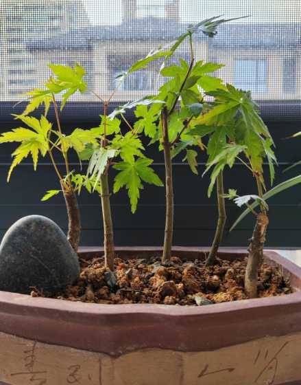 鸡爪槭小苗多少钱一棵 路边绿化大树多少钱一棵