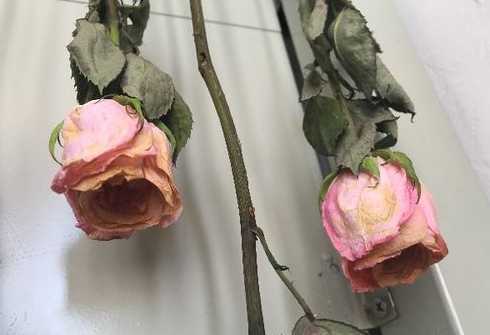 玫瑰花中间为什么发黄 玫瑰花的叶子从根上开始发黄,是什么原因