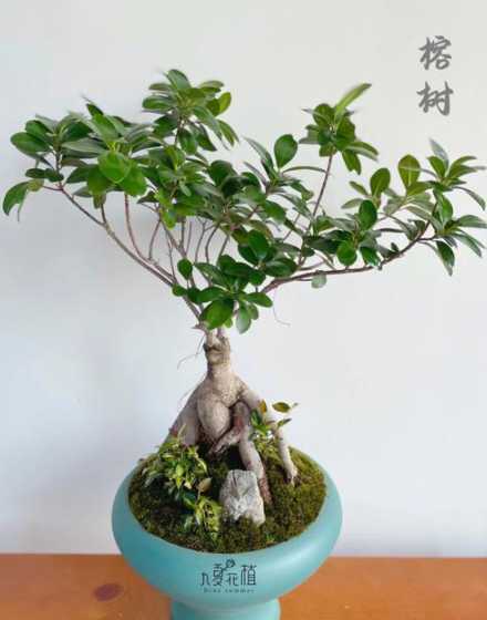榕树盆景的花语是什么 榕树花代表什么