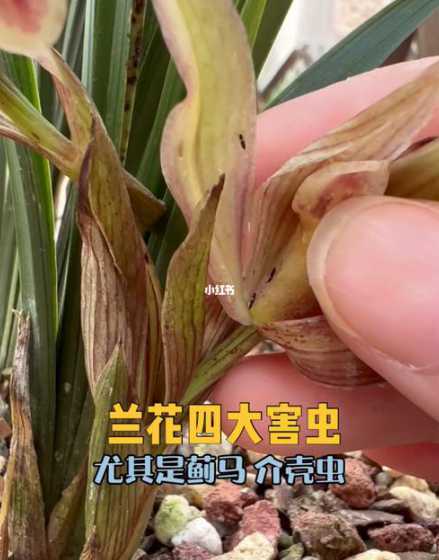 冬天怎么防兰花土里虫 怎样防治兰花的常见病虫害