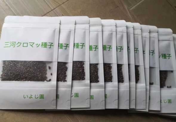 黑松种子种下多久发芽 黑松种子什么时候播种、播种后几天可出苗