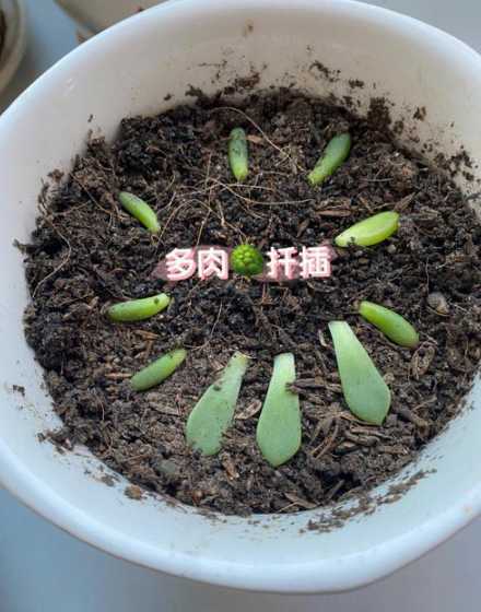 怎么判断植物扦插成功 怎样判断迁插的植物生根了