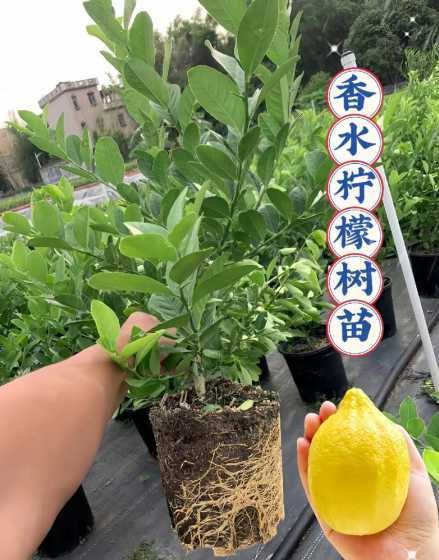 柠檬树苗什么地方的好 柠檬树苗怎样种植