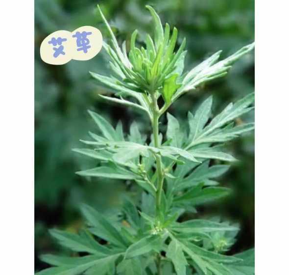 像艾叶的叶子叫什么花 这是什么草药,开黄花长个小穗