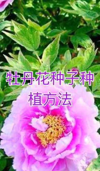 观赏牡丹什么时候播种 牡丹花种子的播种时间是什么时候