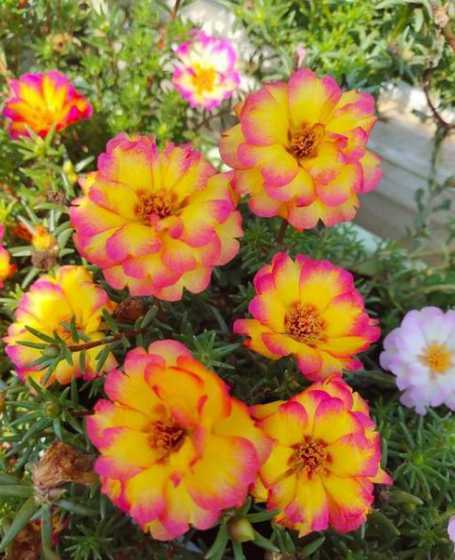 67月什么花开花 六月有什么花开