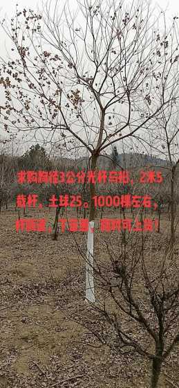 杆高一米土球为多少 树的冠幅一般多大