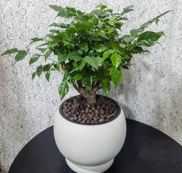 什么植物种家里招幸福 家里放什么风水树好发财树还是幸福树