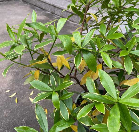 瑞香怎么慢慢叶子黄了 瑞香老叶子发黄新叶正常怎么回事