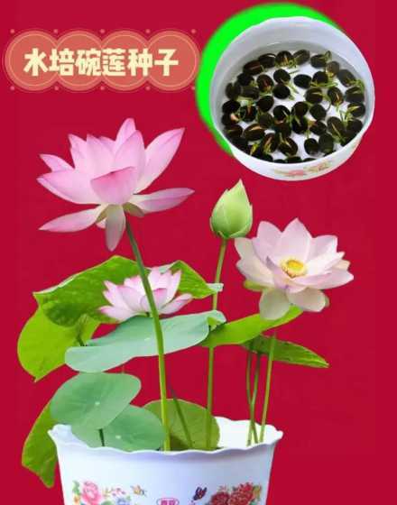 碗莲一直水培会怎么样 碗莲可以一直水养吗 水培会开花吗