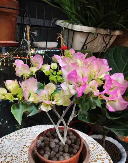 樱花适合什么时候浇水 地栽樱花树怎样浇水