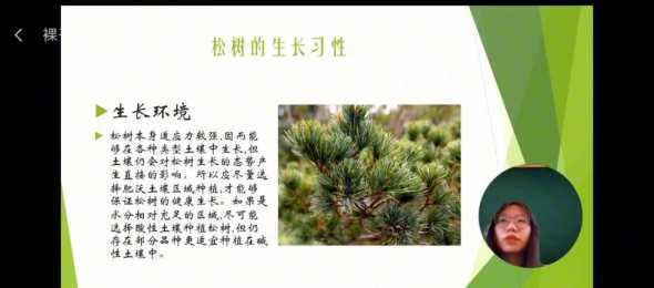 风景松树是怎么种植的 怎么移栽松树