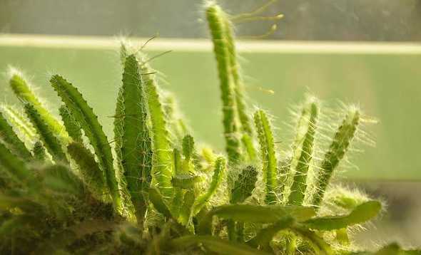 仙人条生长环境怎么样 仙人掌这种植物适合在哪种环境下生长