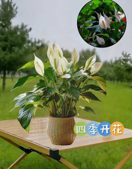 一凡风顺花怎么养水培 一帆风顺能水培养吗