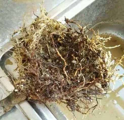 植物根茎腐烂怎么处理 土豆叶片染病,根茎腐烂该怎么防治