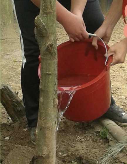 移栽的香樟树如何浇水 香樟树如何种植和管理