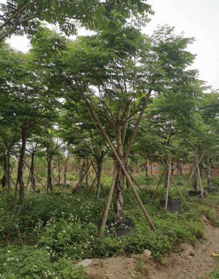 80公分栾树什么价格 什么风景树价值高