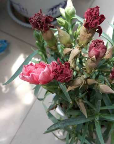康乃馨花蕾干枯怎么办 康乃馨的花蕾都干瘪了,怎么办
