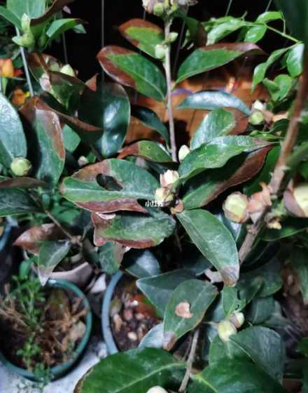 茶花掉叶子是因为什么 茶花掉叶子是怎么回事