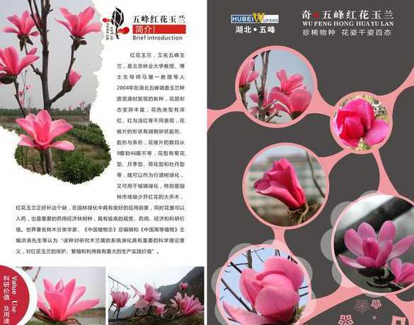 红玉兰有什么约用价直 什么是莘夷花