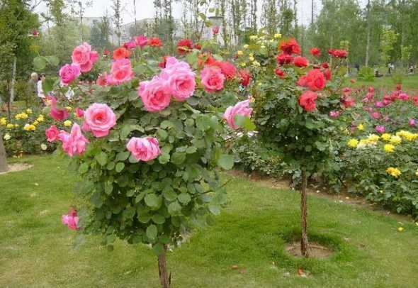 月季花一平米栽多少株 月季花是先开花后发芽