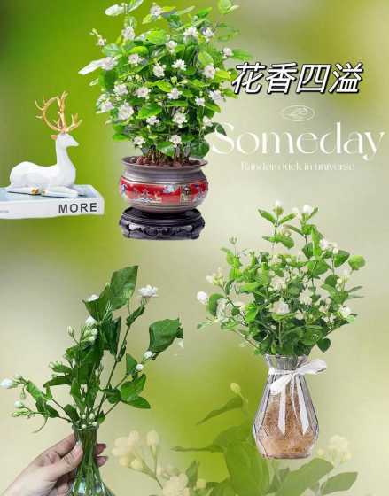 春天茉莉盆景怎么养植 茉莉花的养殖方法