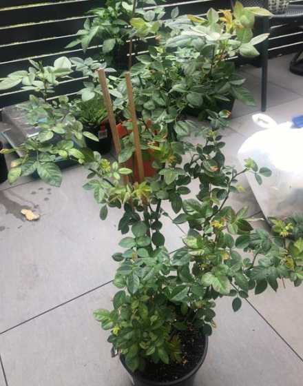 玫瑰有红蜘蛛怎么处理 玫瑰上生小虫还结网怎么驱除