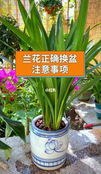 新盆养兰花要注意什么 种植兰花需要注意些什么