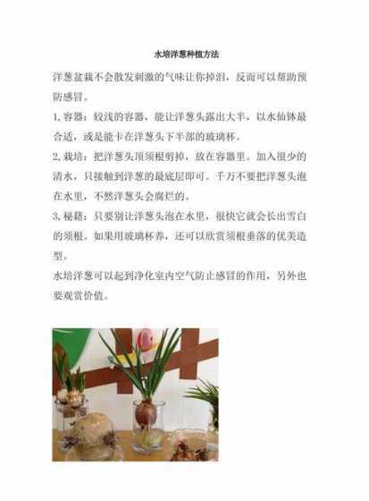 怎样栽洋葱什么时候栽 洋葱什么时候移栽最好