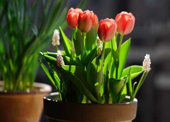 秋季盆栽花应注意什么 四季桂花树苗盆栽注意什么