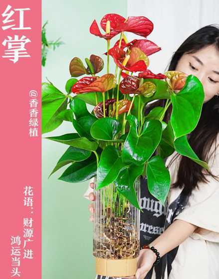 水培红掌怎么剪根 水培红掌的根须该如何修剪红掌的根太多了,不好看。