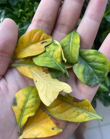 枝子花叶子变黄怎么办 橘子花叶子发黄怎么办