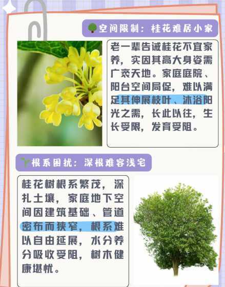 桂花为什么不能栽院内 桂花树为什么不能种在院子里