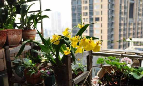 半封闭阳台怎么养兰花 夏季如何在阳台养兰花