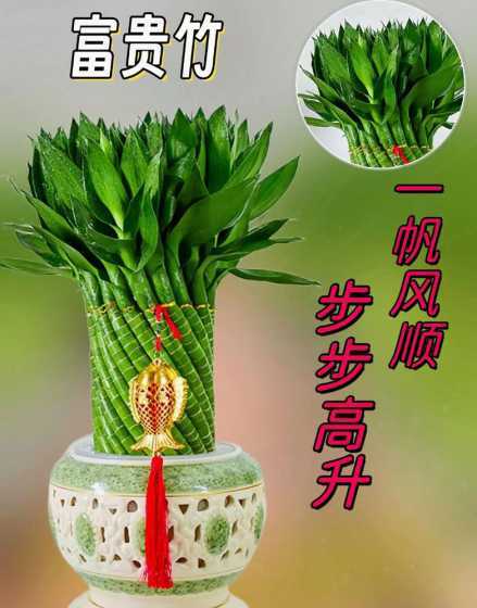 转运竹养9支代表什么 转运竹养9支代表什么转运竹养9支代表啥