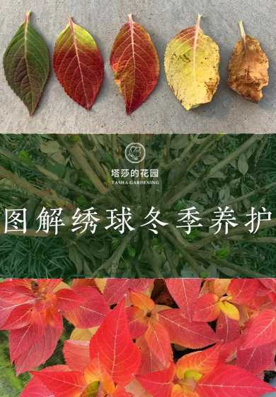 冬天种花需要注意什么 冬季养殖山茶花时需要注意哪些地方