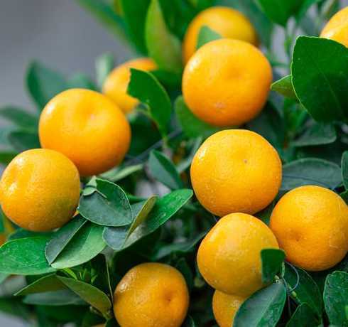 桔子树盆栽冬天怎么养 盆栽桔子树冬天如何管理