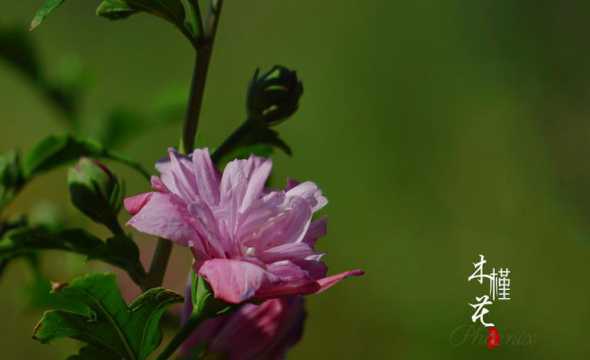 木槿花在什么季节开花 木槿花什么季节开花